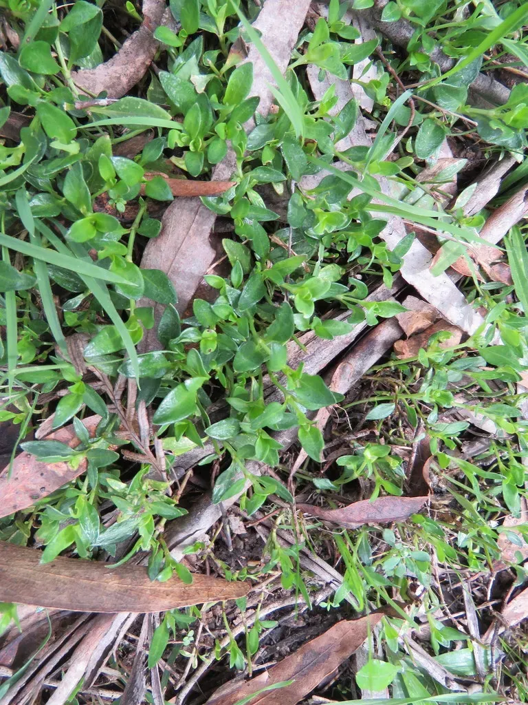 Broad-leaved Stinkweed