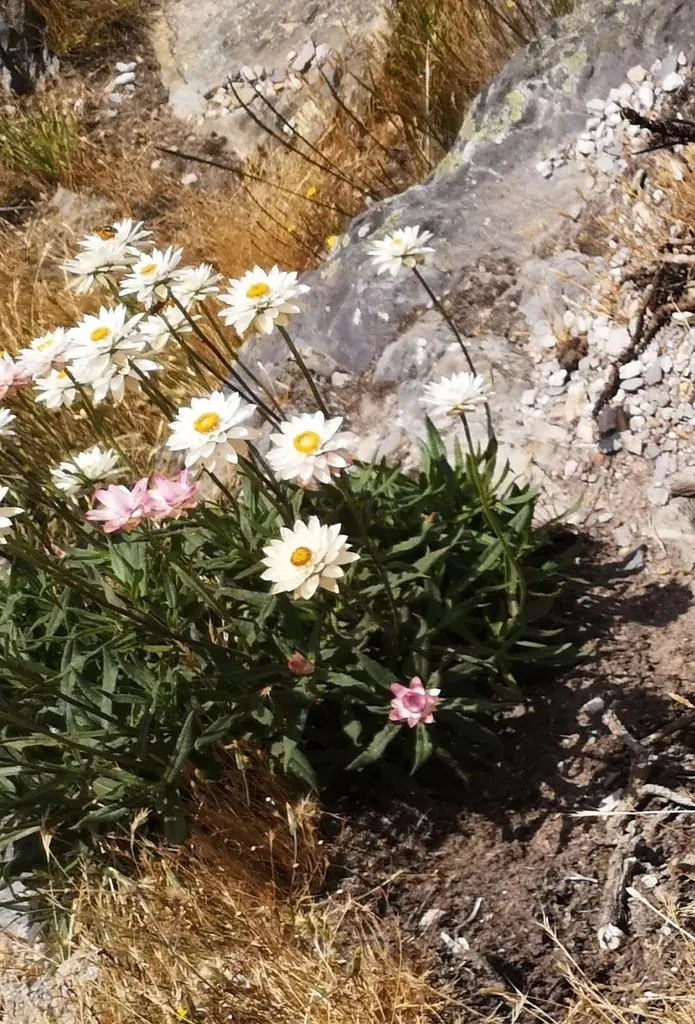 Xerochrysum Wilsonii