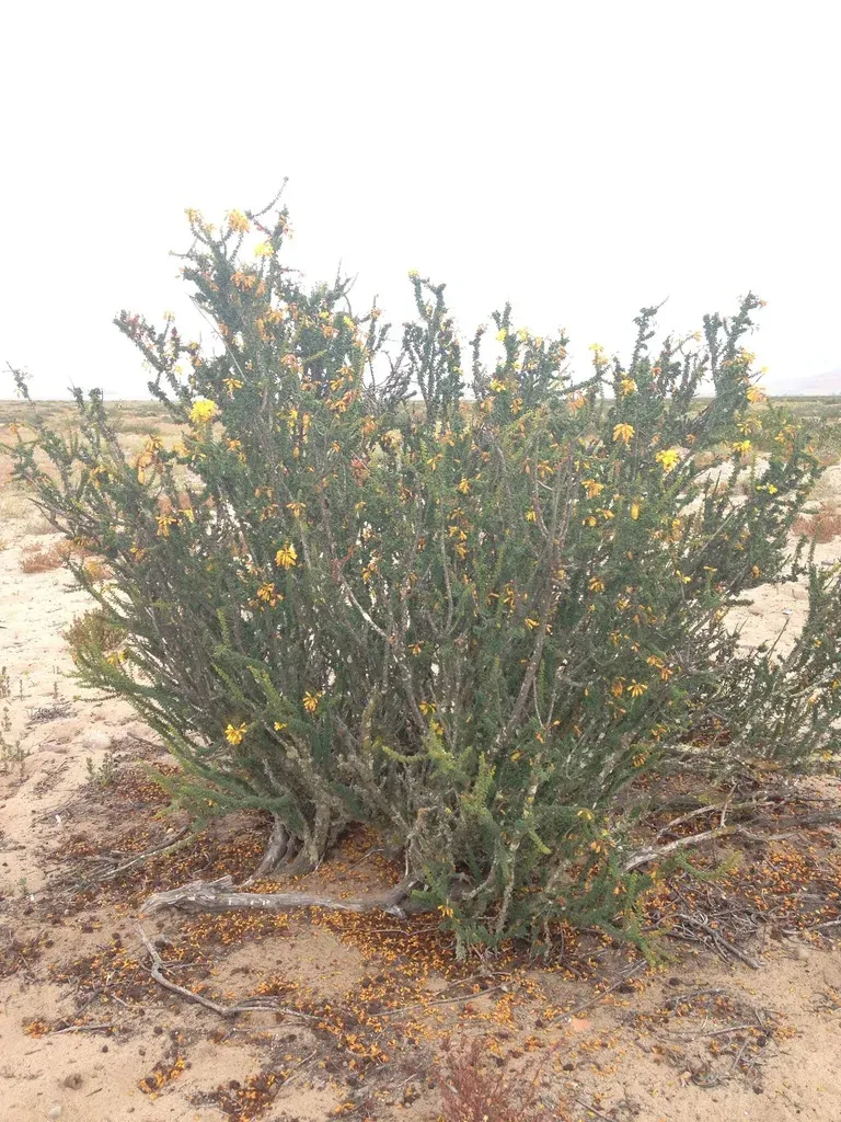 Balsamocarpon Brevifolium