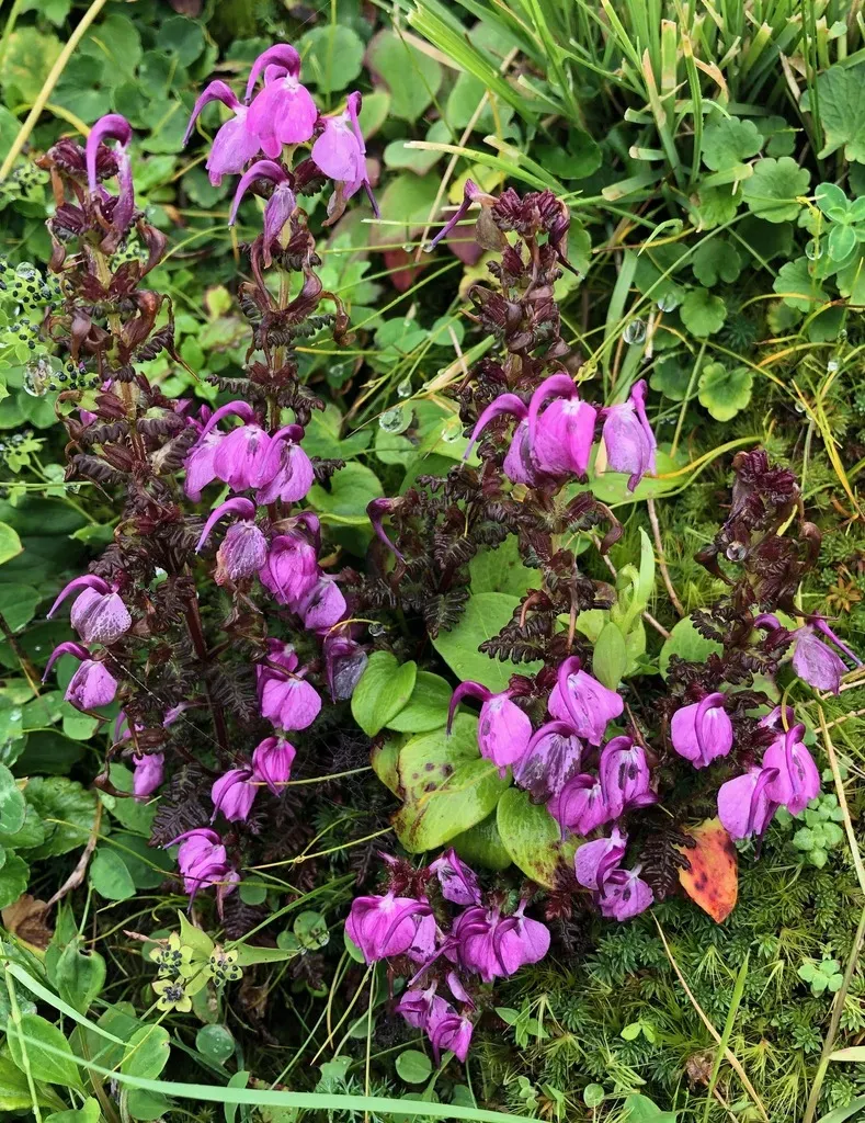 Pedicularis Gracilis