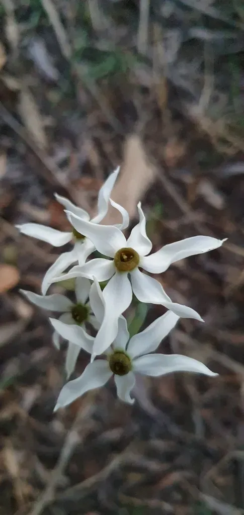 Small Pheasant´s Eye