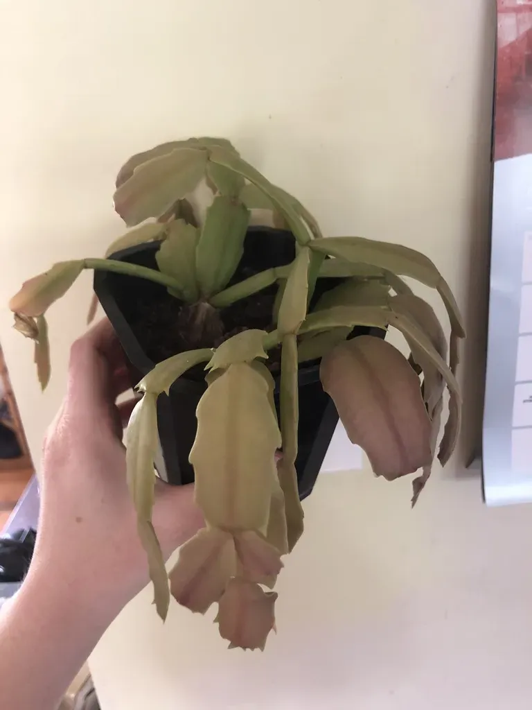 Thanksgiving Cactus