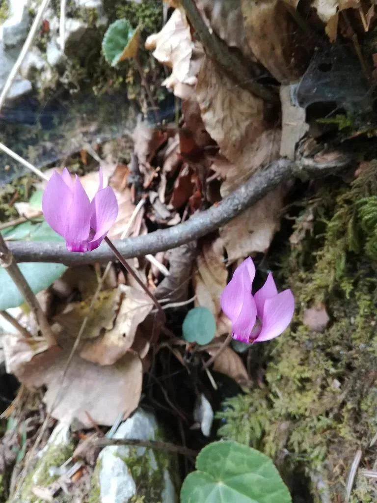 Alpine Cyclamen