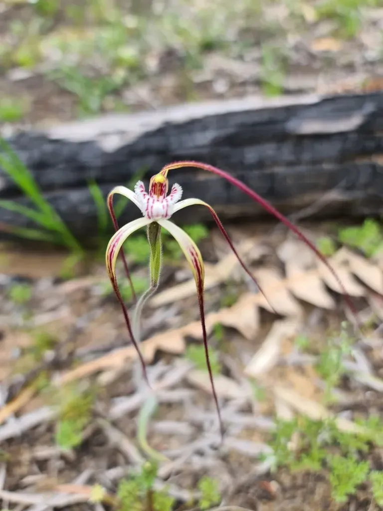 Chapman's Spider Orchid