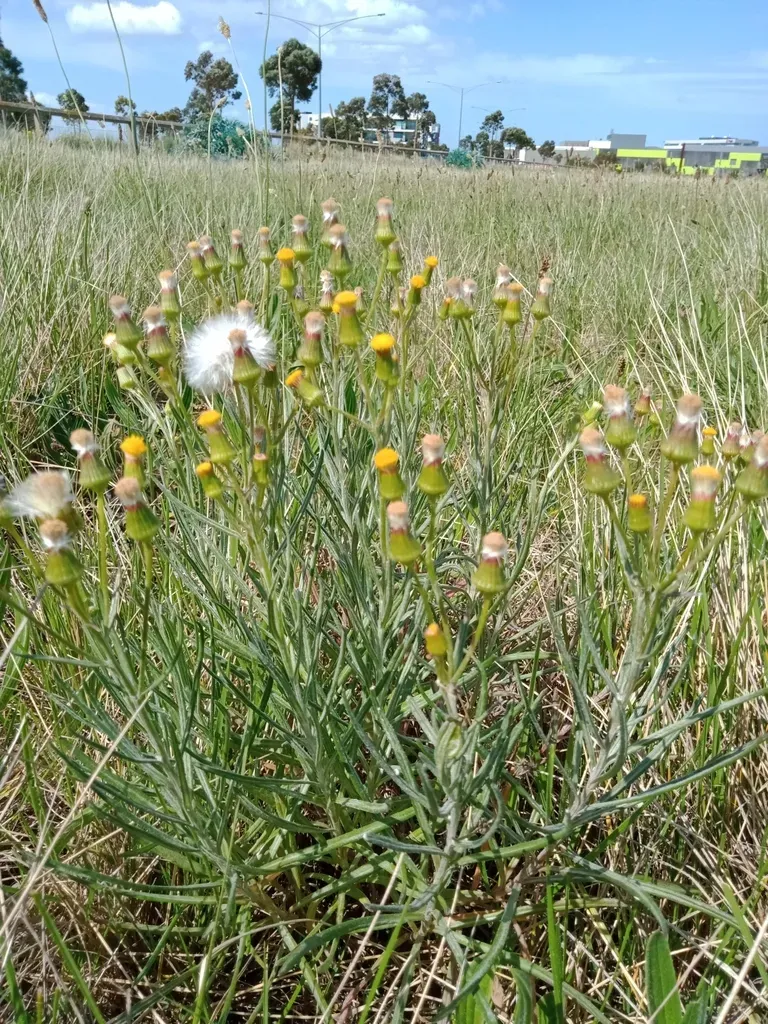 Fluffy Groundsel