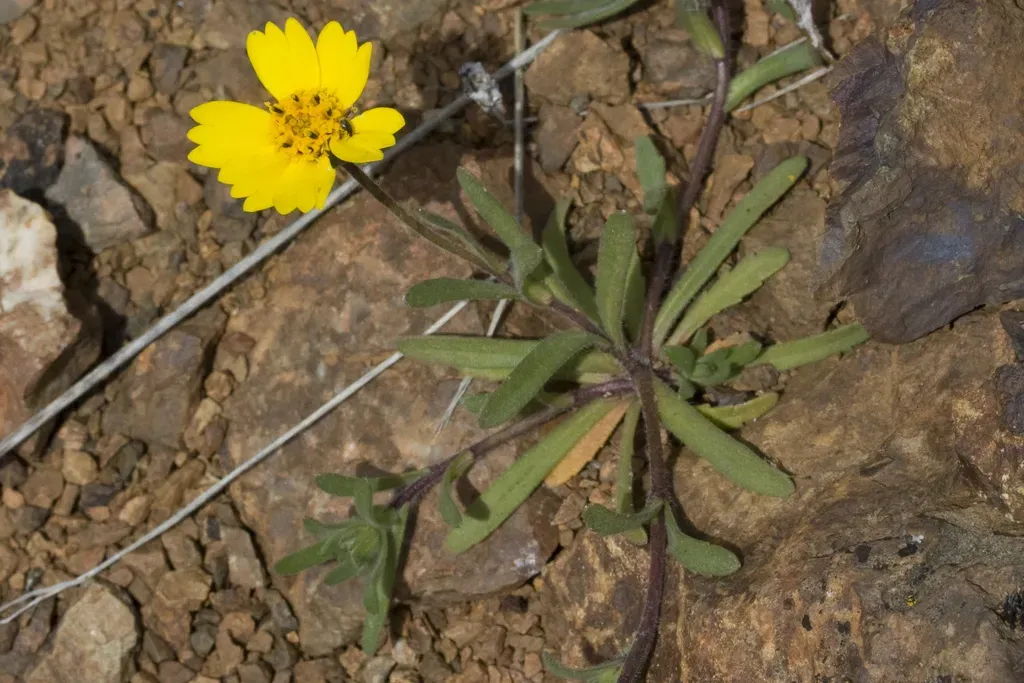 Bolandia Pedunculosa