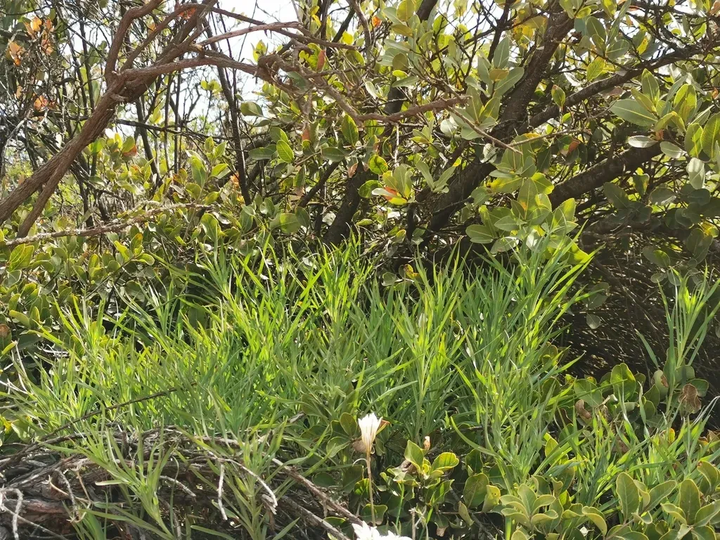 Alstroemeria Revoluta