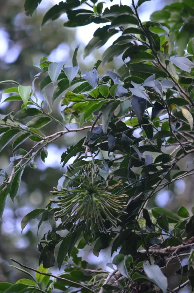 Marcgravia Polyantha