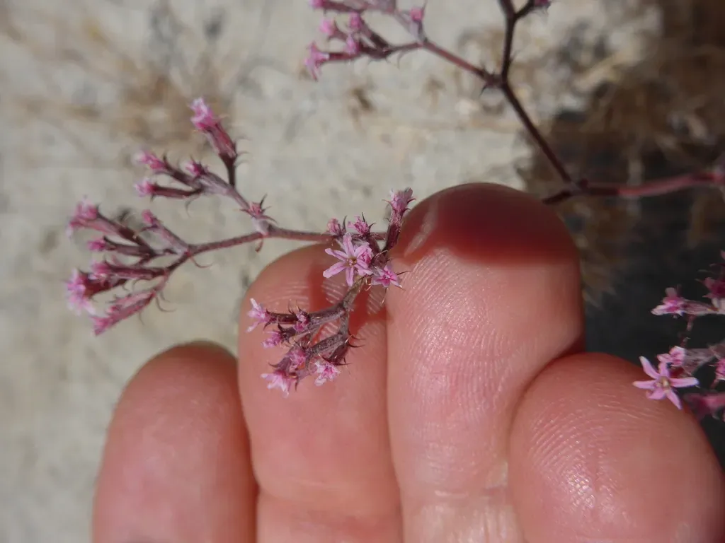Riverside Spineflower