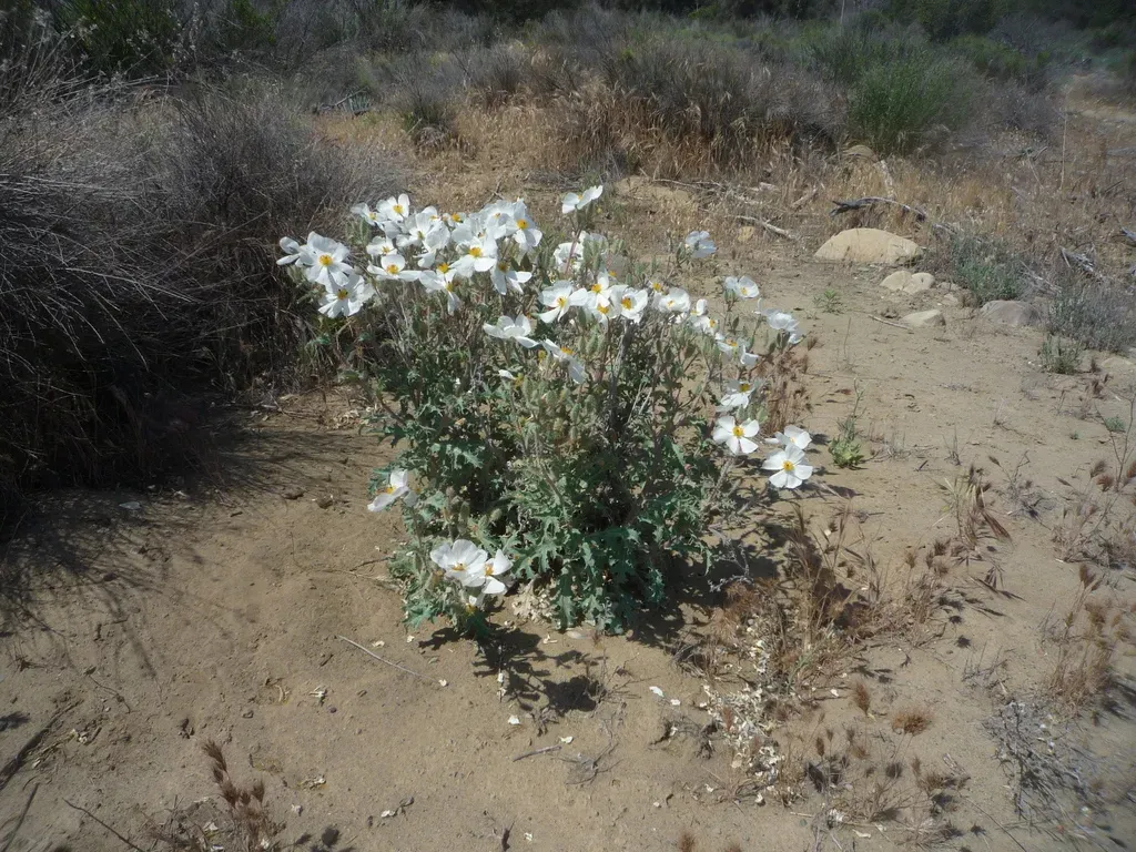 Flatbud Prickly Poppy