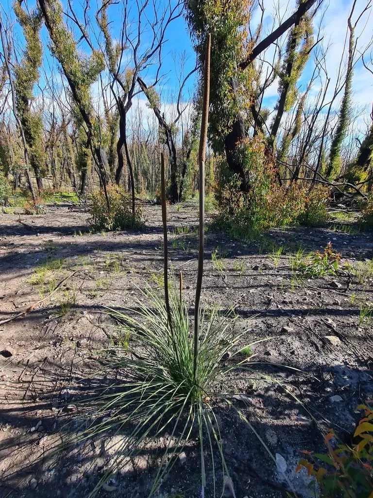 Xanthorrhoea Concava