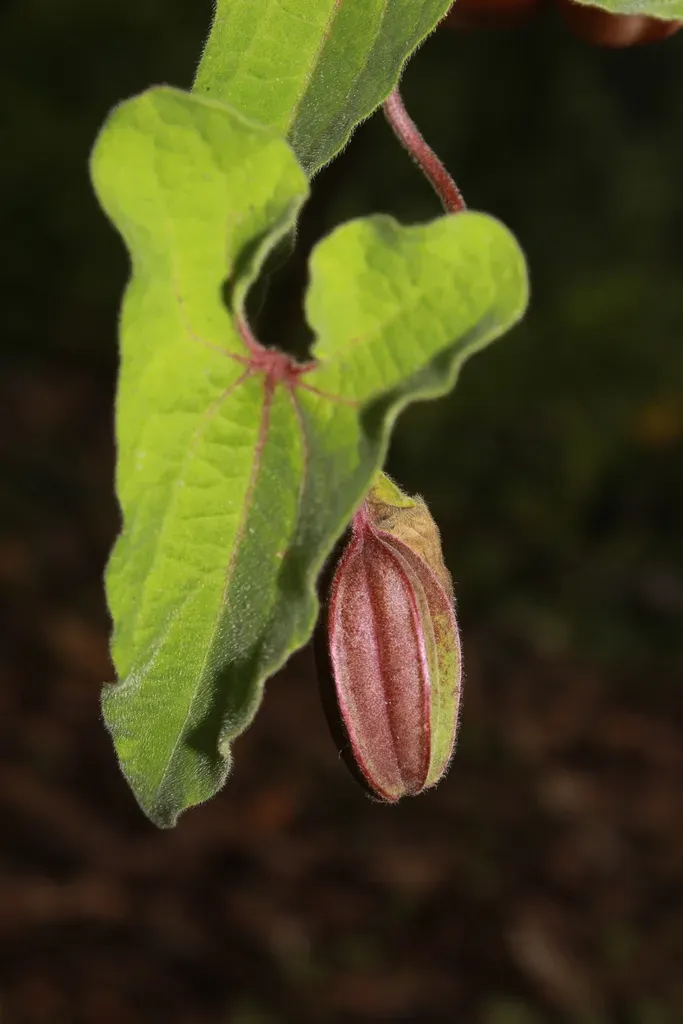 Aristolochia Pringlei