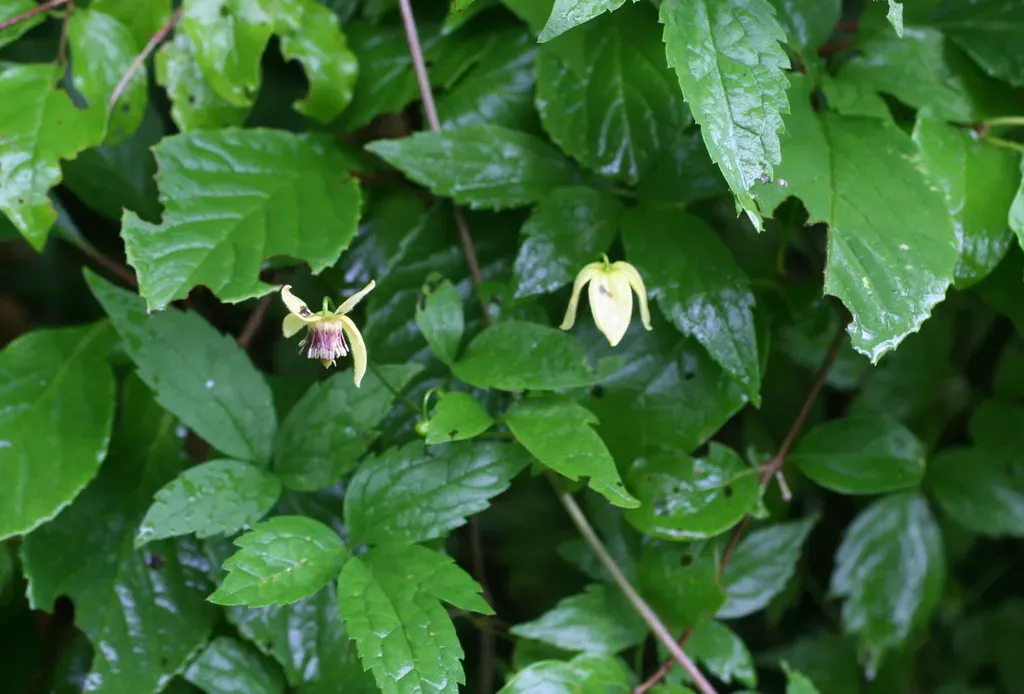 Clematis Serratifolia