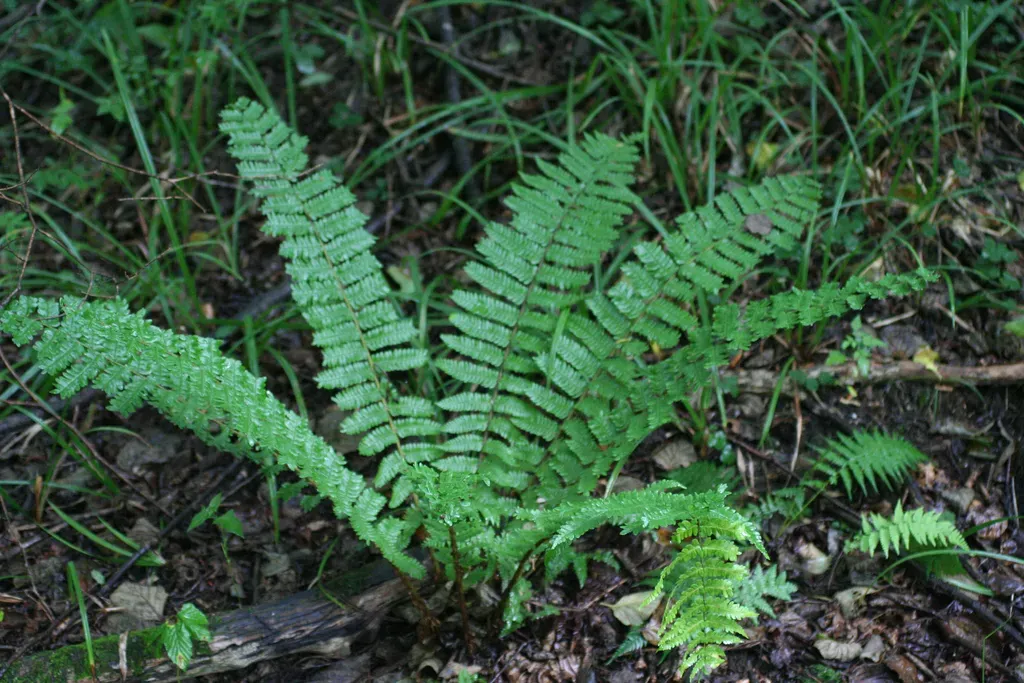 Thick-stemmed Wood Fern