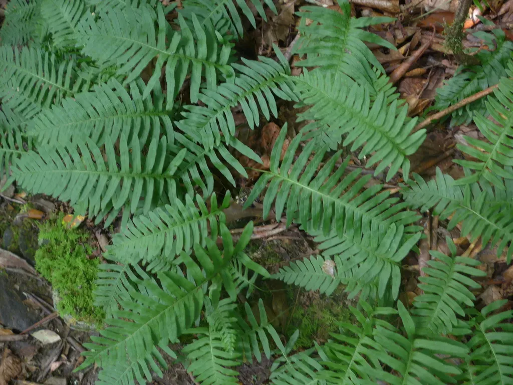 Appalachian Polypody