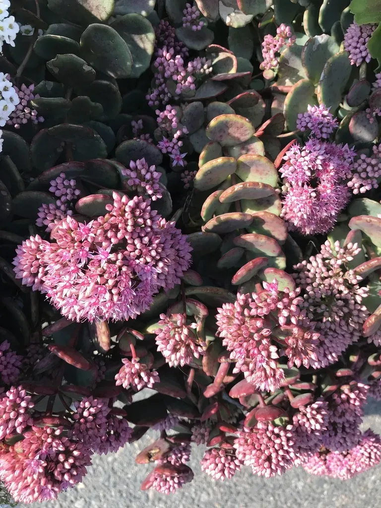 Hylotelephium Sieboldii