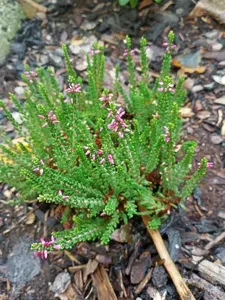 Scotch Heather