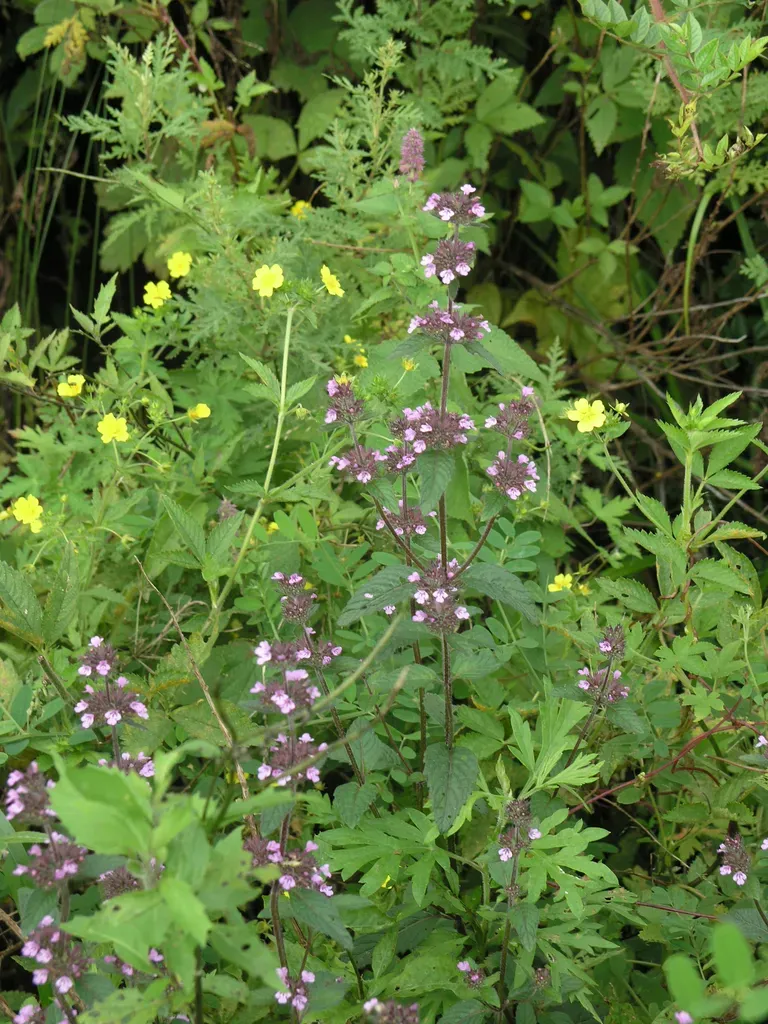 Clinopodium Chinense