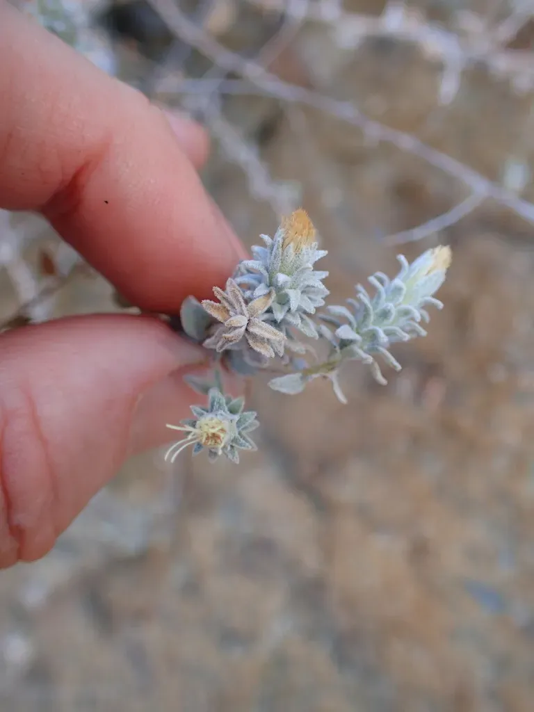 Nevin's Brickellbush