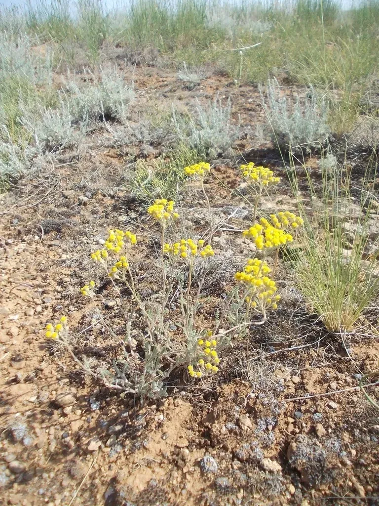Fine-leaved Yarrow