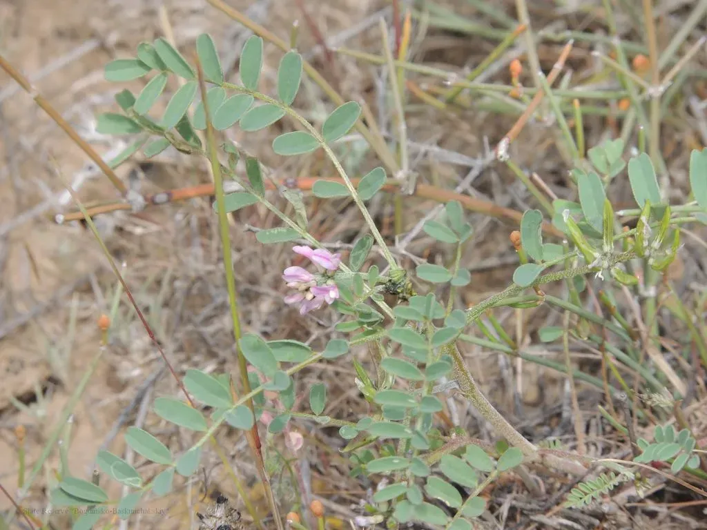 Astragalus Oxyglottis