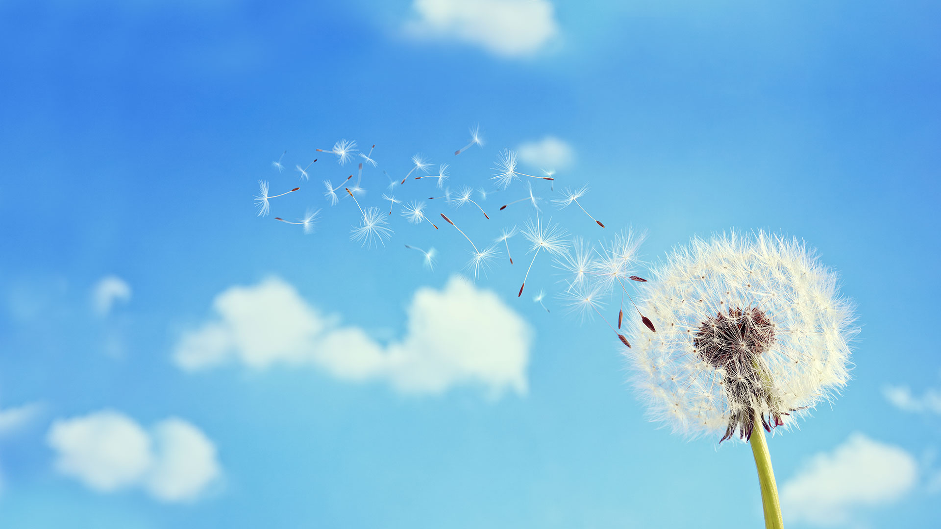 Background Preview