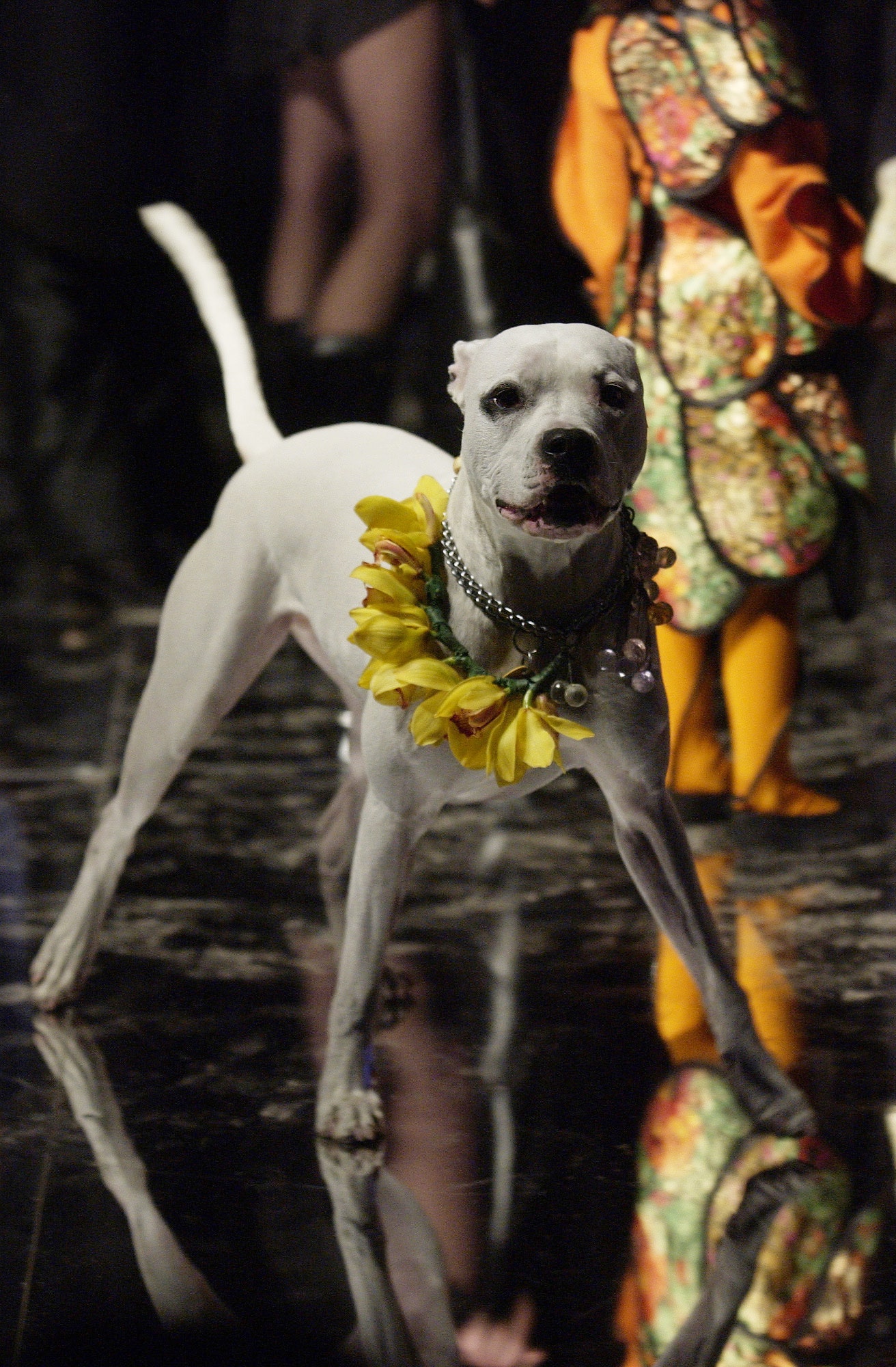 As Four F/W 04 Look 193