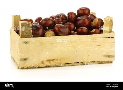 freshly-fallen-chestnutsaesculus-hippocastanum-in-a-wooden-crate-on-a-white-background-2C593BC.jpg freshly-fallen-chestnutsaesculus-hippocastanum-in-a-wooden-crate-on-a-white-background-2C593BC.jpg