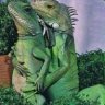 Marriage Iguana