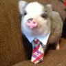 mr. piggy business