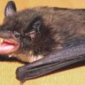 bat