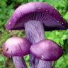 Top sporing fungi