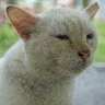 happi_cat69
