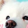lessardog