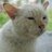 happi_cat69