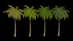Pacific Palm Trees