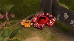 The Rafflesia Pack