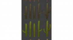 Cactus - Collection