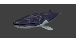 Skybox Whale