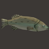 Bass Fish Prop