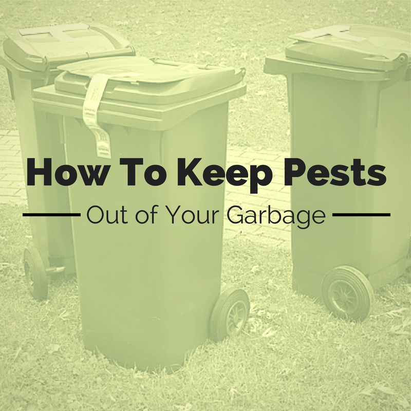 Natural Remedies for Pest Control in Trash Cans