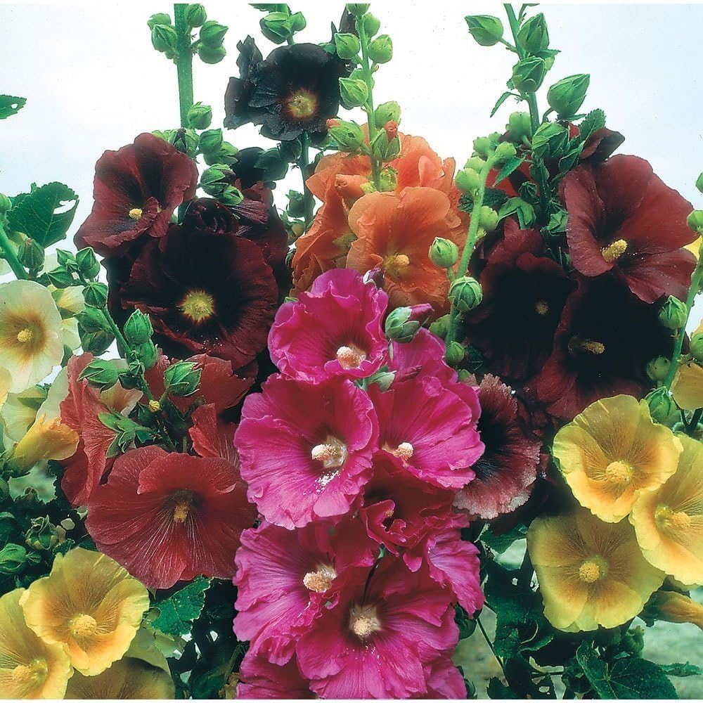 Hollyhock Seeds - GIANT DANISH MIX - Rare Biennial - 11 Feet Tall - 25 Seeds