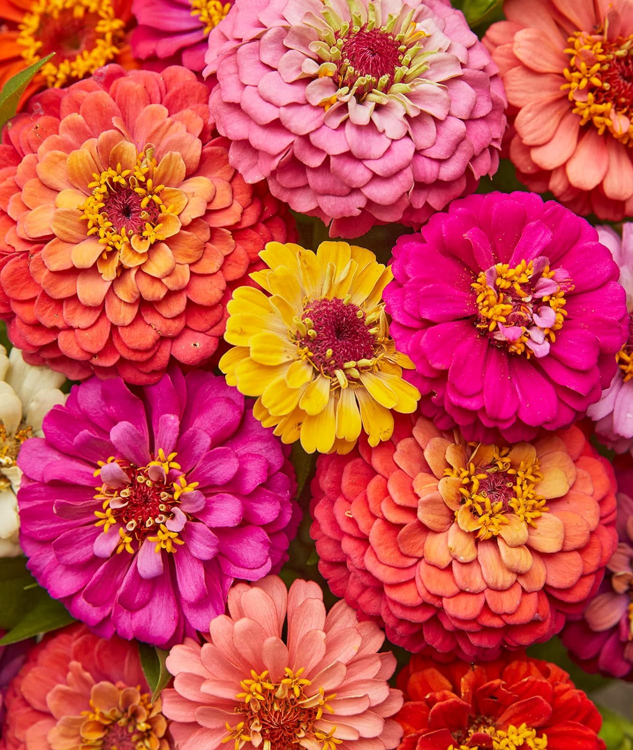 Burpee Cut & Come Again Zinnia Seeds 175 seeds