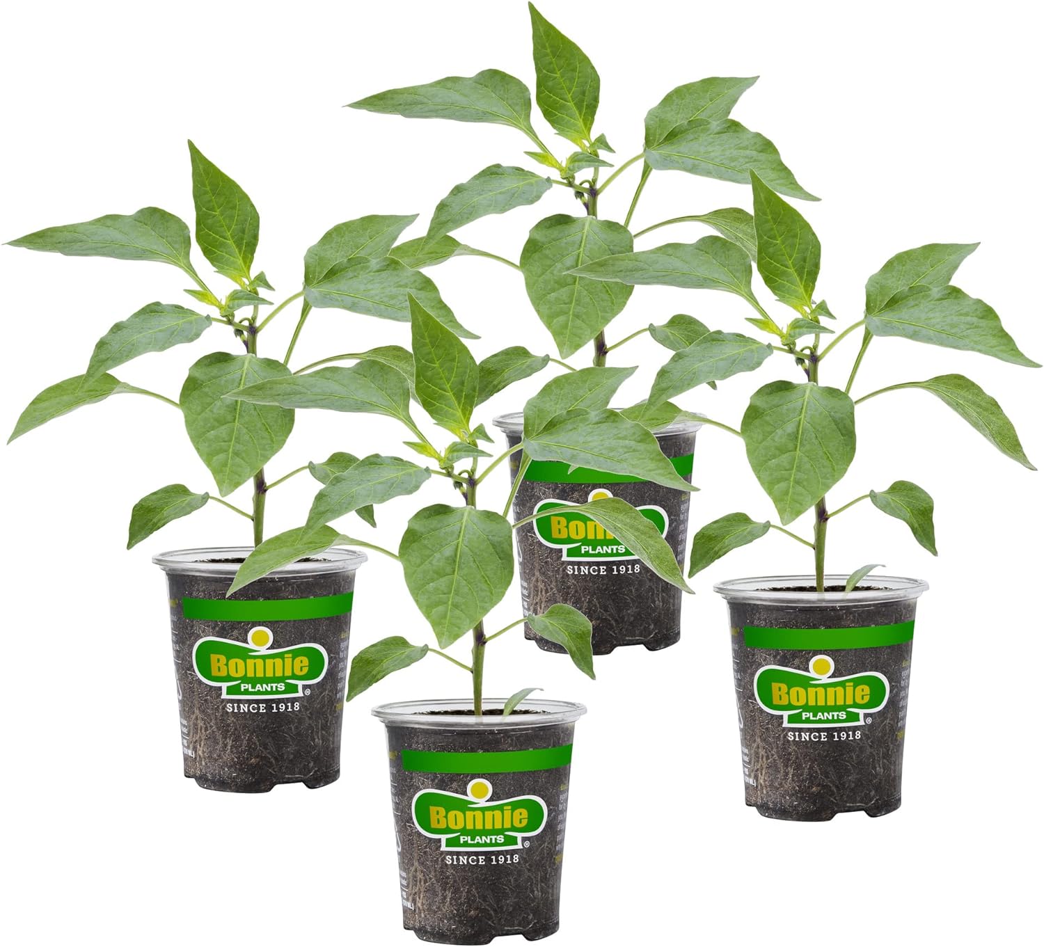 Bonnie Plants Serrano Pepper 19.3 oz. 4 Pack