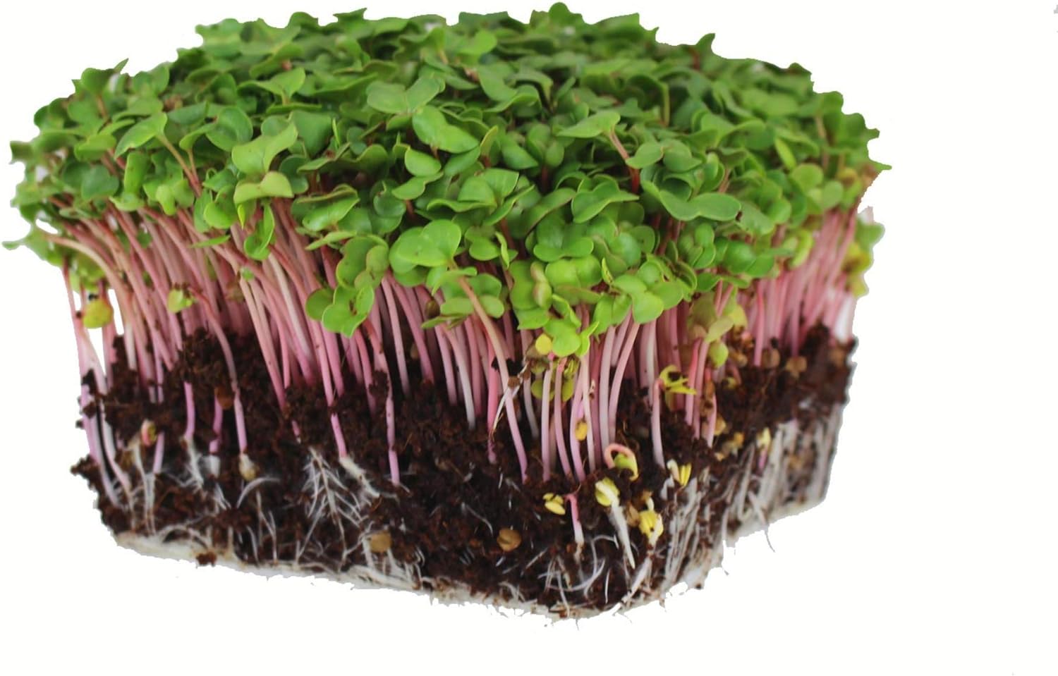 Radish Sprouting Seed - Red Arrow Variety - 1 Lb Seed Pouch - Heirloom Radish Sprouts - Non-GMO Sprouting and Microgreens