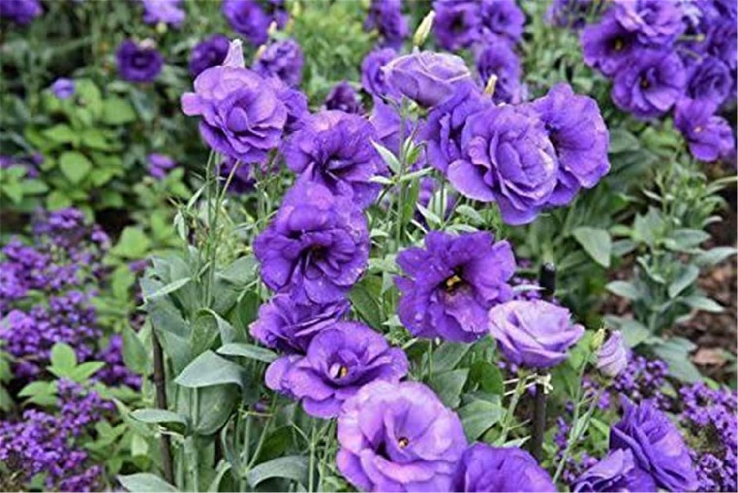 Rare Flower Seeds Purple Lisianthus Seeds 100Pcs Eustoma Fllower Seeds Plants Perennial Flowering Plants Balcony Potted Flowers Seeds