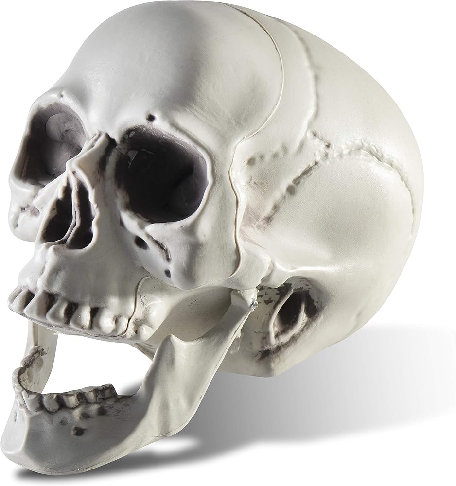 Prextex 6.5" Plastic Skull Head Halloween Decor | Realistic Life-Size Skeleton Skull Halloween & Day of The Dead Decoration | Scary Human Skull Replicas Skeleton Decor | Head Skulls Decor
