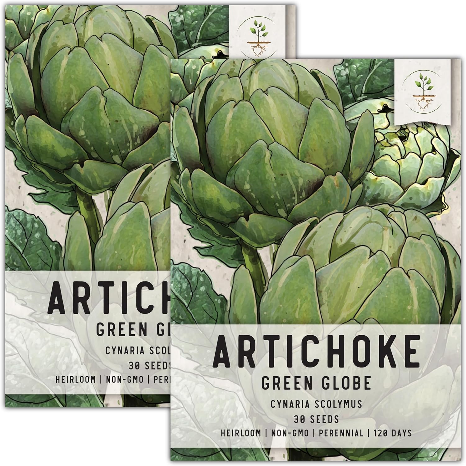 Seed Needs, Green Globe Artichoke Seeds for Planting (Cynaria scolymus) Heirloom, Non-GMO & Untreated (2 Packs)