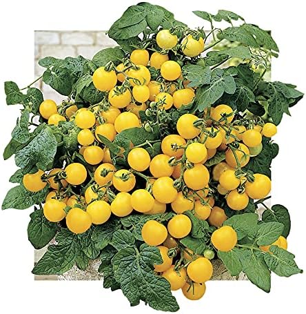 Park Seed Patio Choice Yellow Hybrid Tomato Seeds, Award Winning, High-Yield and Hardy, Pack of 30 Seeds