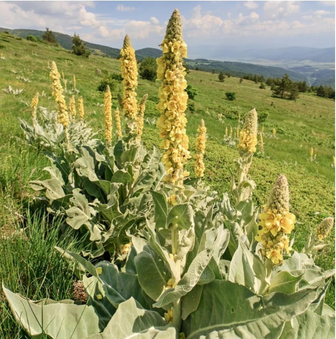 Great Mullein Verbascum thapsus 150 Seeds Heirloom- Non GMO - Open Pollinated